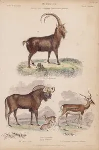 Mammalia, Genera Capra, Catoblepas, Cephalolophus, Antilope Plate (19)- 62. C.Ibex, Ibex Goat 63. Cat. Gnu, Gnu 64. Cep. Pygmaeus, Pigmy Antelope 65. A.Cervicapra, Common Antelope