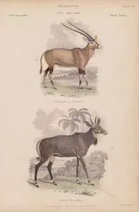Mammalia, Genera Oryx, Portax Plate (20)- 66. O.Leucoryx, Leucoryx 67. P.Picta, Nyl Ghau