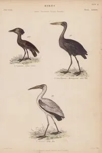 Birds, Genera Anastomus, Scopus, Tantalus, Plate (26)- 99. A.Lamelligerus, Madagascar Open Bill  100. S.Umbretta, Tufted Umbre (Hamerkop) 101. T.Lactens, Milky Ibio
