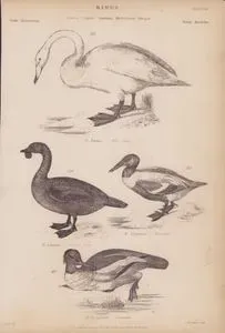 Birds, Genera Cygnus, Spatula, Hydrobates, Mergus, Plate (30)- 112. C.Ferus, Wild Swan (Whooper Swan), 113. S.Clypeata, Shoveller 114. H.Lobatus, Lobated Duck 115. M.Merganser, Goosander