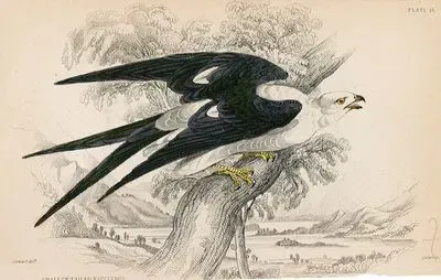Swallow Tailed Nauclerus