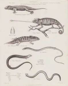 Reptilia, Gen. Stellio, Chamaelio, Scincus, Seps, Bipes, Chirotes (Plate 4)- St.Aegyptiacus, Egyptian Stellion- Cham. Vulgaris, Common Chameleon- Scinc. Officinal, Scink- B.Lepidopus (Scaly-foot)- Seps Tridactylus (Short-legged Seps)- Chir. Propus