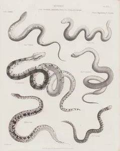 Reptilia, Genera Pseudopus, Amphisbaena, Tortrix, Boa, Python, Acrochordus, (Plate 5)- Pseu. Pallasii (European Glass Lizard), Amph. Alba (Red Worm Lizard), B.Constrictor ( Red-tail Boa), Acro. Jaranensis, Python Poda, Tort. Scytale (Coral Cylinder Snake)
