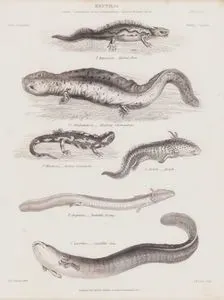 Reptilia, Genera Salamandra, Triton, Salamandrops, Siredon, Proteus, Siren Plate (8)- T.Marmorata, Marbled Newt- S.Alleghaniensis, Alleghany Salamandrops- S.Maculosa, Spotted Salamander- S.Axolotl, Axololt- P.Anguinus, Snakelike Proteus- S.Lacertina, Lizardlike Siren