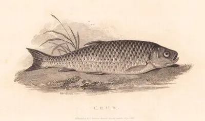 Chub
