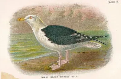 Great Black Backed Gull
