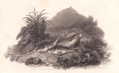 Fishes