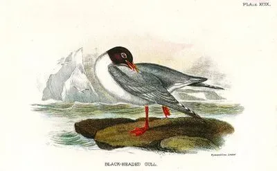 Black Headed Gull