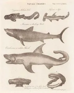 Squali Sharks (Plate CCCCLXXVI)- Zygana or Balance Fish, Tigrinus or Tigre, Maximus or Basking Shark, Carcharias or White Shark, A. A Front View of the Tigres Head B. The Jan's and Head of the Carcharias