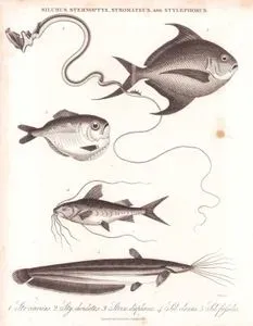 Silurus, Sternoptyx, Stromateus and Stylephorus- 1. Str. Cinerius (Butterfishes, Stromate) 2. Sty. Chordatus (Tube-Eye) 3. Stern. Diaphaena (Hatchetfish) 4. Sil. Clarias (Wels Catfish) 5. Sil. Fossilis (Stinging Catfish, Heteropneustes Fossilis)