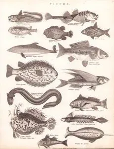 Pisces- Coryphcena Ruprestris- Coyyus Cataphractus, Mailed Bull Head- Diodon Atinga- Cyclopterus Lumpus, Lump Sucker- Cyprinus Latus- Delphinus Delphis, Dolphin- Cyprinus Carpio, Large Scaled Carp- Diodon Hystrix- Exocætus Volitans- Gymnotus Electricus,Electrical Gymnote- Labrus Forbos, Blue Finned Labrus- Gobius Lanceolatus, Lance Tailed Goby- Lophius Histrio, Harlequin Fishing Frog- Multus Rubea- Monodon, The Narwhal