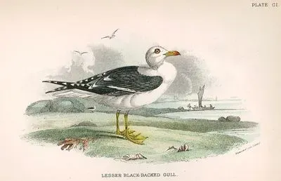 Lesser Black Backed Gull