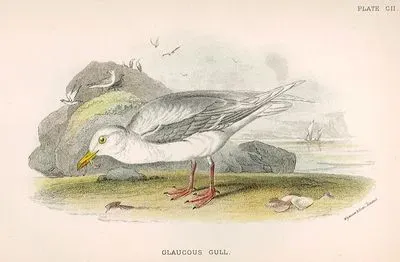 Glaucous Gull