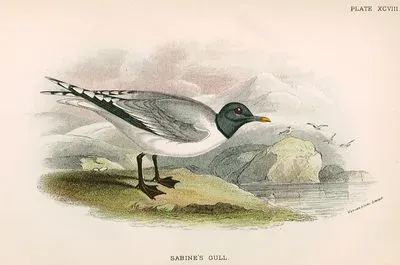 Sabine's Gull
