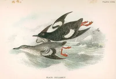 Black Guillemot