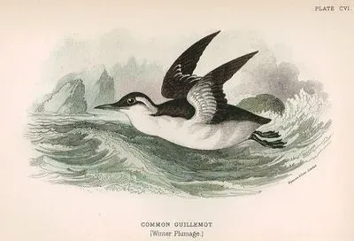 Common Guillemot (Winter Plumage)