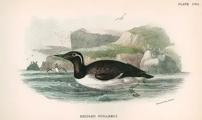 Bridled Guillemot