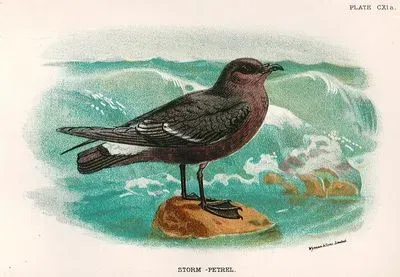 Storm Petrel