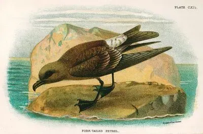 Fork Tailed Petrel