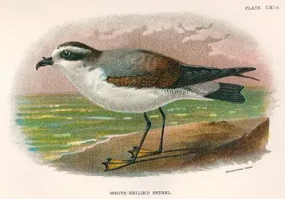 White Bellied Petrel