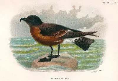 Madeira Petrel