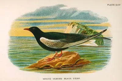 White Winged Black Tern