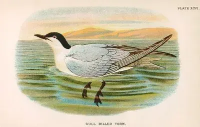 Gull Billed Tern