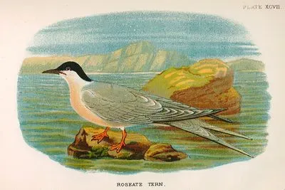 Roseate Tern