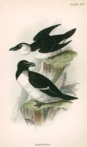 Razor Bill