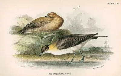Richardson's Skua
