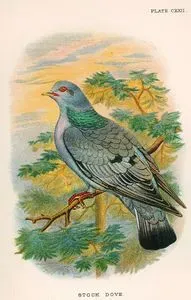 Stock Dove