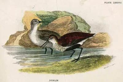 Dunlin