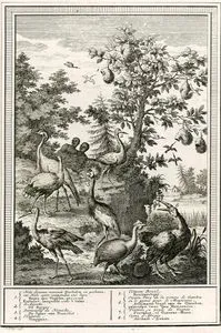 Nesten Der Vogelen-De Reiger-De Juffer Van Numidie-Trapgans-Koningsvogel-Zeldfaame Vogel 
Van De Gambra-Pintadoe-Afrikase Zwaan