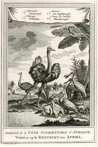 Oiseaux De La Cote Occidentale D'Afrique-Autruches, Pelicant, Spatule, Oiseau De Paradis