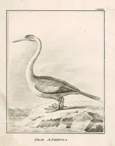 Der Anhinga