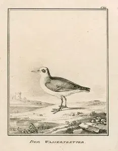 Der Wassertretter