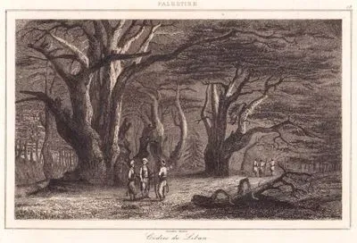 Palestine - Cedres du Liban (Plate 13) (Cedars of Lebanon)