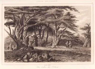 Syrie Ancienne - Les Cedres du Liban (Plate 4) (Cedar Forests in the Lebanese Mountains)