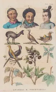 Animali E Vegetabili, Asia, Tav.8. (Portraits of the Chinese With Various Fauna and Flora of China, Musk Deer (4), Duck (6), Golden Pheasant (7), Tea (8), Camphor (10) ec.)