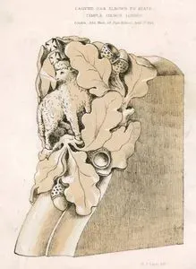 Carved Oak Elbows To Seats, Temple Church, London