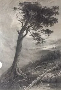 Trees
