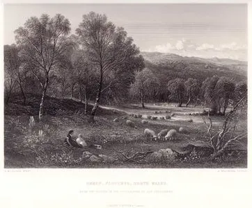 Sheep Pastures, North Wales