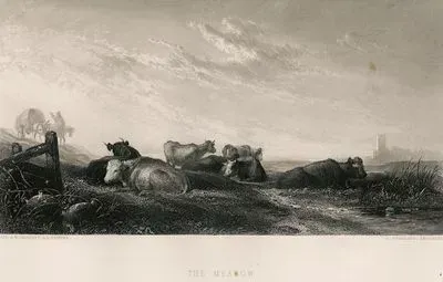 The Meadow