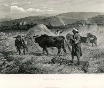 Threshing Corn