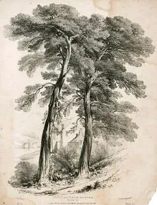 Studies From Nature, Scotch Fir, No:1