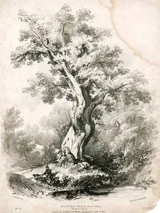 Studies From Nature, Windsor Forest, No:4