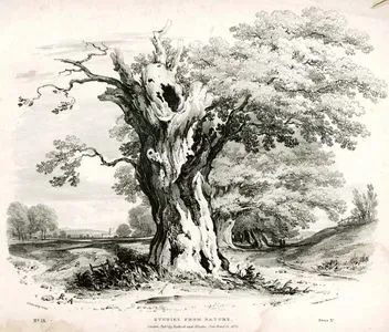 Studies From Nature, No:13