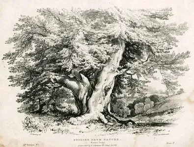 Studies From Nature, Windsor Forest, Second Series No:1