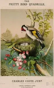 The Pretty Bird, Quadrille By Charles Coote Jun.