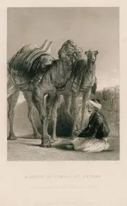 A Group Of Camels At Smyrna